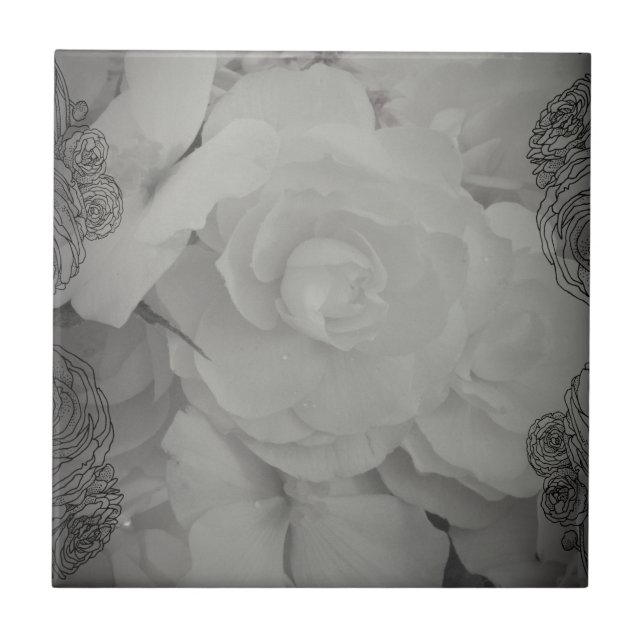 White Begonia Kakelplatta (Framsidan)