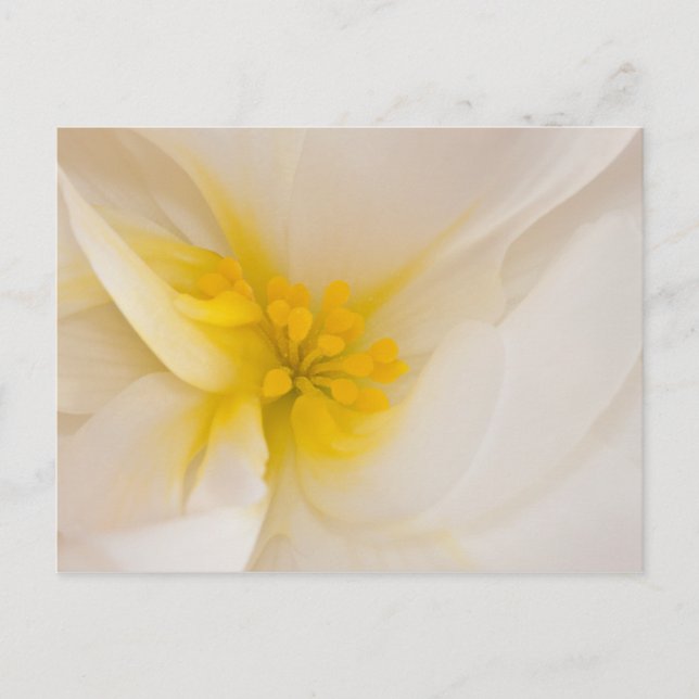 White Begonia Vykort (Framsida)