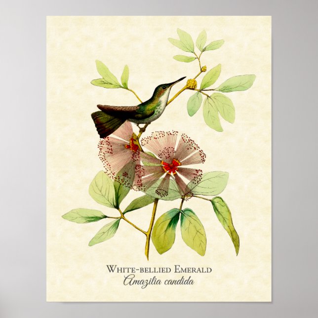White Belllied Emerald Hummingbird Art Print Poster (Framsidan)