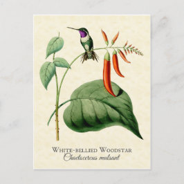 White Belllied Woodstar Hummingbird Vintage Art Vykort