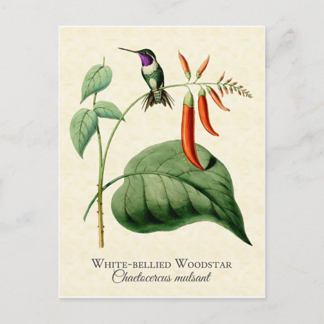 White Belllied Woodstar Hummingbird Vintage Art Vykort (Framsida)
