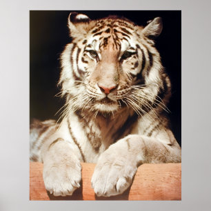 White Bengal Tiger Close Wildlife Kattdjur Animal Poster