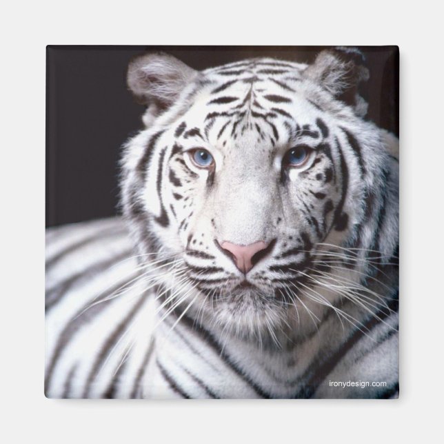 White Bengal Tiger Magnet (Framsidan)