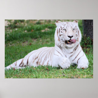 White Bengal Tiger Poster