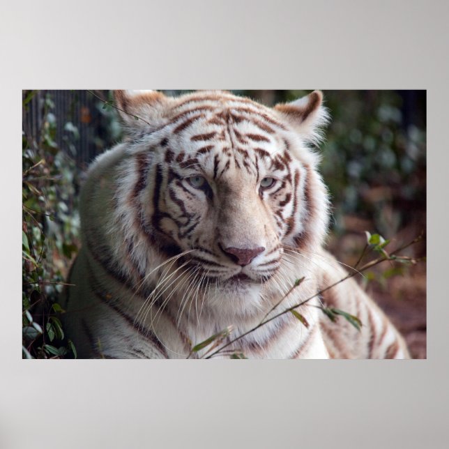 White Bengal Tiger Poster (Framsidan)