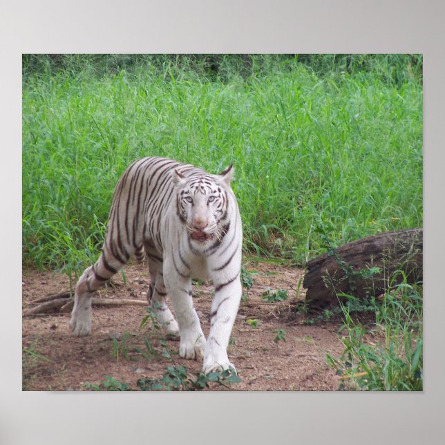 White Bengal Tiger Poster (Framsidan)