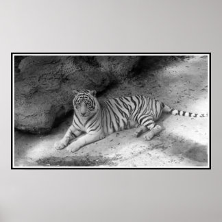 White Bengal Tiger Print in Black and White Poster
