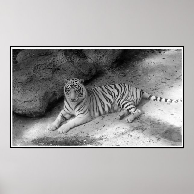 White Bengal Tiger Print in Black and White Poster (Framsidan)