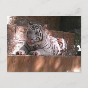 White Bengal Tiger, Trinidad Postcard Vykort