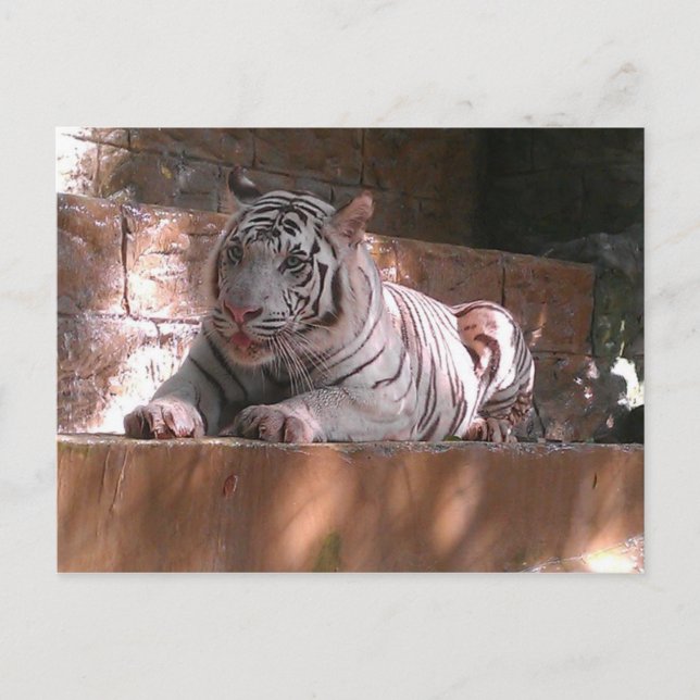 White Bengal Tiger, Trinidad Postcard Vykort (Framsida)