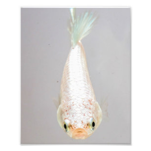 White Betta Fish Fototryck