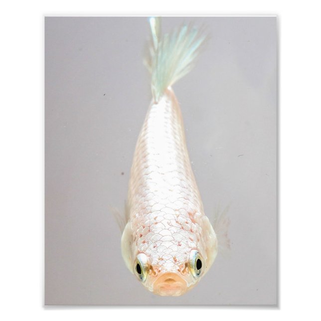 White Betta Fish Fototryck (Framsidan)