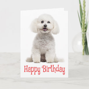 White Bichon Frise Puppy Hund Red Grattis på födel Kort