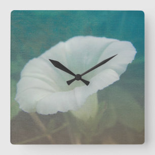 White Bindweed - Vilden Perennial Morgons Glory Fyrkantig Klocka