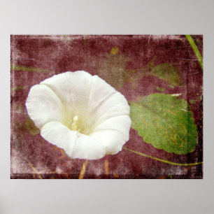 White Bindweed - Vilden Perennial Morgons Glory Poster