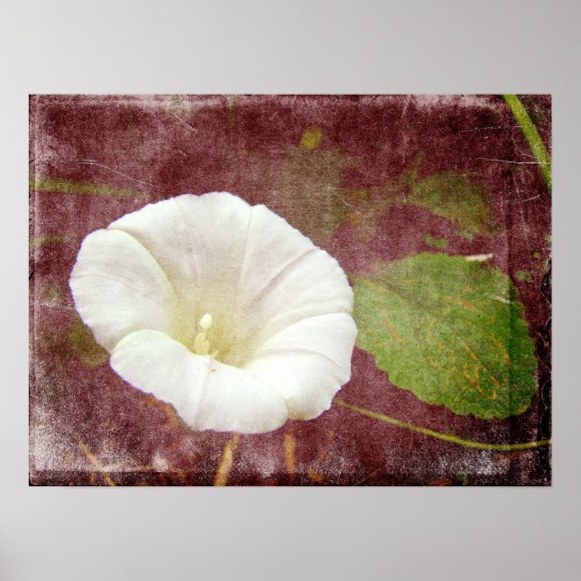 White Bindweed - Vilden Perennial Morgons Glory Poster (Framsidan)