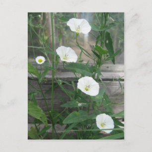 White Bindweeds Vykort