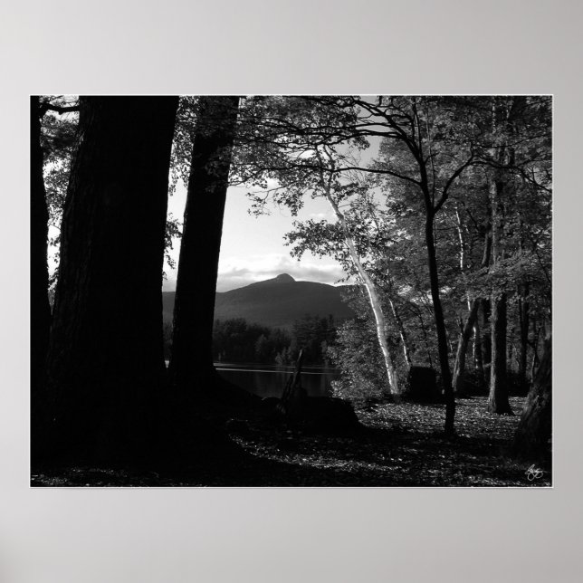 White Birch in a Chocorua Sunset Poster (Framsidan)