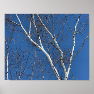 White Birch Träd mot Blå himmel natur Poster