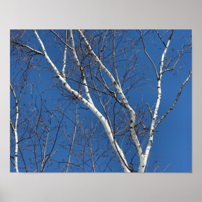 White Birch Träd mot Blå himmel natur Poster (Framsidan)