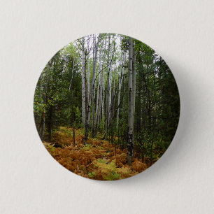 White Birch Träd och Fall Ferns i Rocky Mountain Knapp