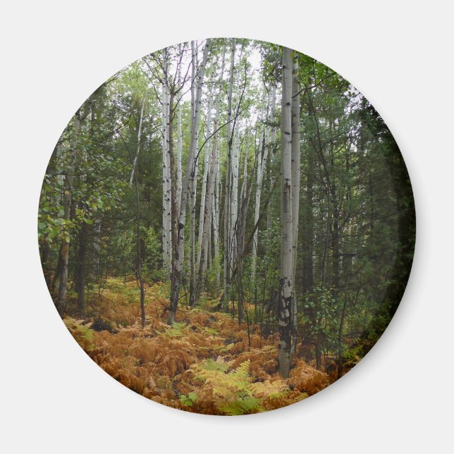 White Birch Träd och Fall Ferns i Rocky Mountain Magnet (Framsidan)