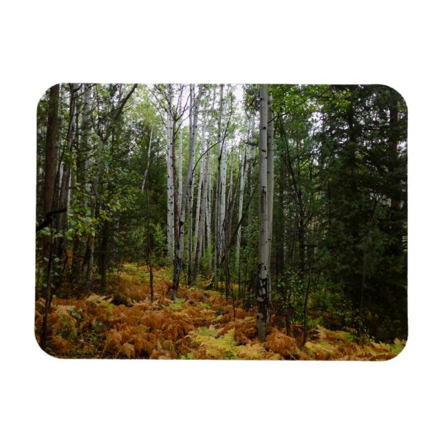 White Birch Träd och Fall Ferns i Rocky Mountain Magnet (Horisontell)