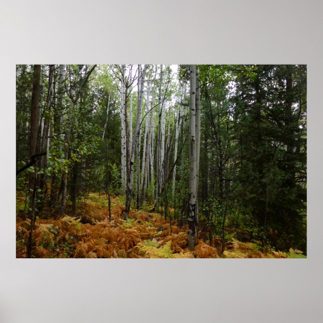 White Birch Träd och Fall Ferns i Rocky Mountain Poster (Framsidan)