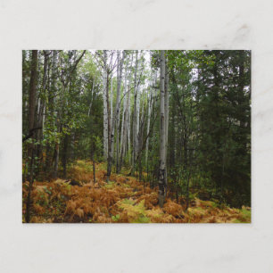 White Birch Träd och Fall Ferns i Rocky Mountain Vykort