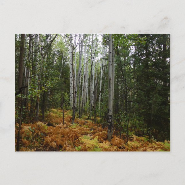 White Birch Träd och Fall Ferns i Rocky Mountain Vykort (Framsida)