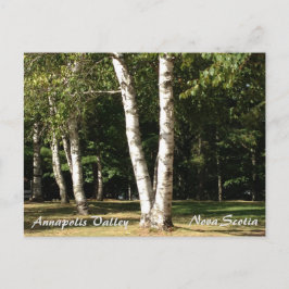 White Birch Vykort