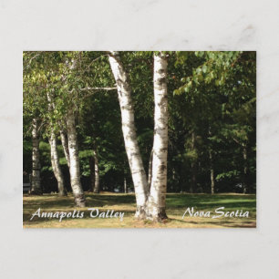 White Birch Vykort