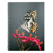 White Black and Gult Butterfly on Rosa Flowers