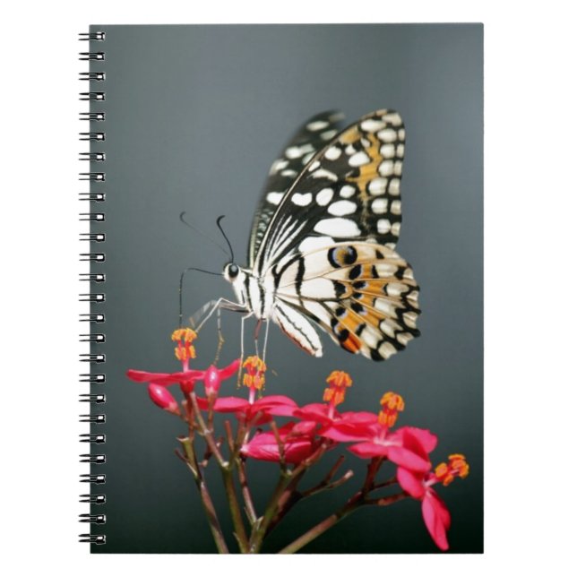 White Black and Gult Butterfly on Rosa Flowers Anteckningsbok Med Spiral (Framsidan)