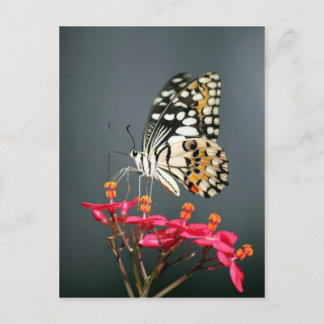 White Black and Gult Butterfly on Rosa Flowers Vykort