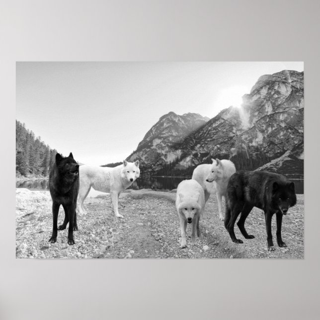 White Black Varg River Ligcape Poster (Framsidan)