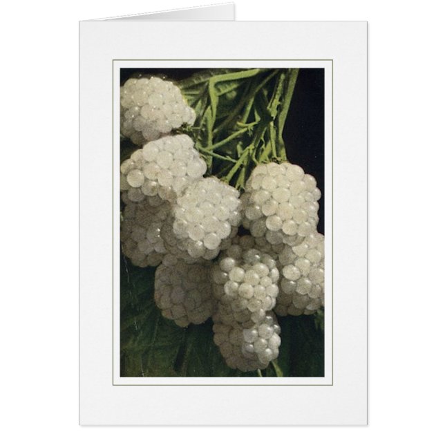 White Blackberry Hälsningskort (Framsidan)