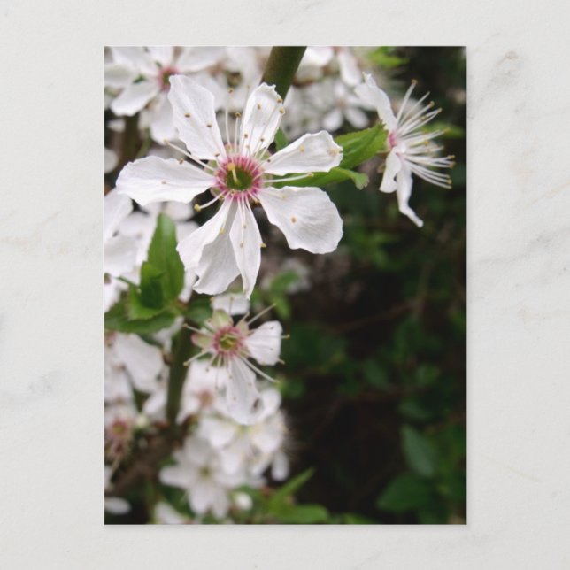 White Blackthorn Blommar Vykort (Framsida)