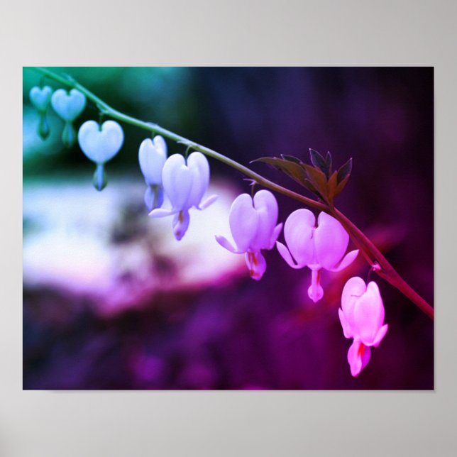 White Bleeding Heart Flowers Abstrakt Färg Poster (Framsidan)