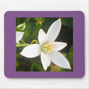 White Blommar Bloom Musmatta