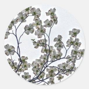 White Blommar Dogwood Runt Klistermärke