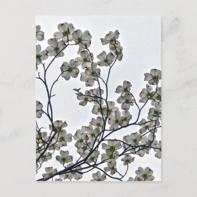 White Blommar Dogwood Vykort (Framsida)
