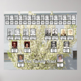 White Blommar Vår Träd Photo 2 Family Träd Poster