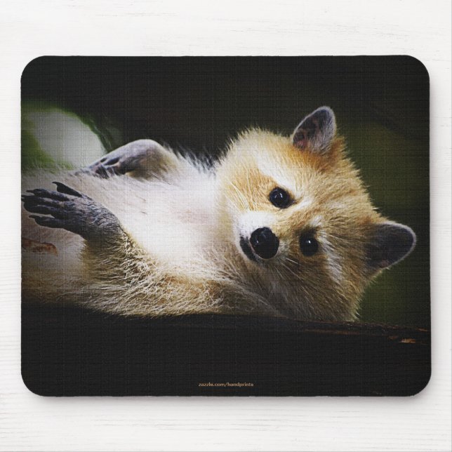 White Blond Raccoon Wildlife Cute Animal Musmatta (Framsidan)
