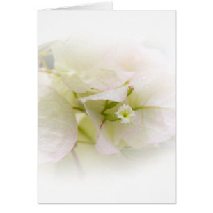 White Bougainvillea Blank Card Hälsningskort