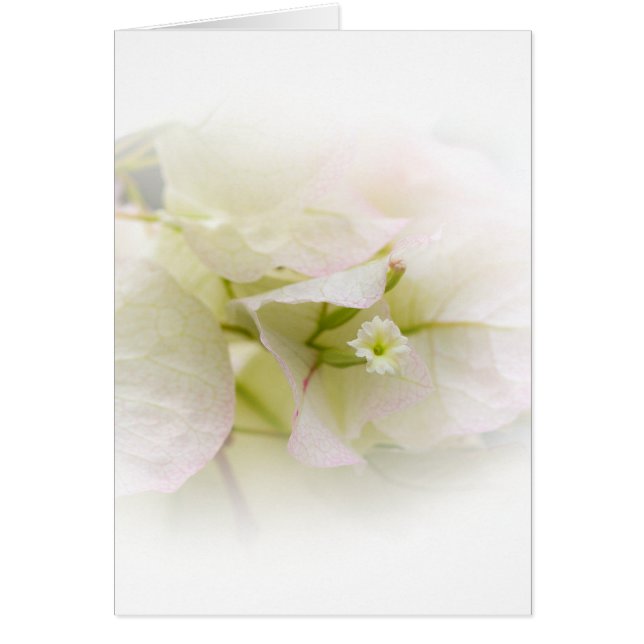 White Bougainvillea Blank Card Hälsningskort (Framsidan)