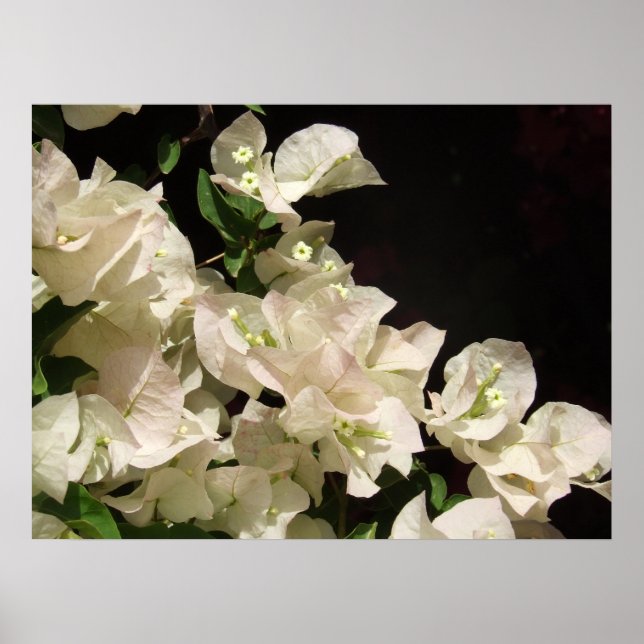 White Bougainvillea Flowers Poster (Framsidan)