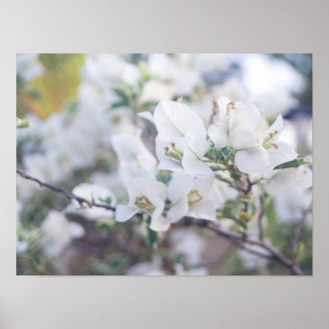 White Bougainvillea Poster (Framsidan)
