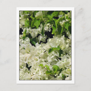 White Bougainvillea Vykort