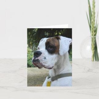 White Boxer Hund Porträtt Kort